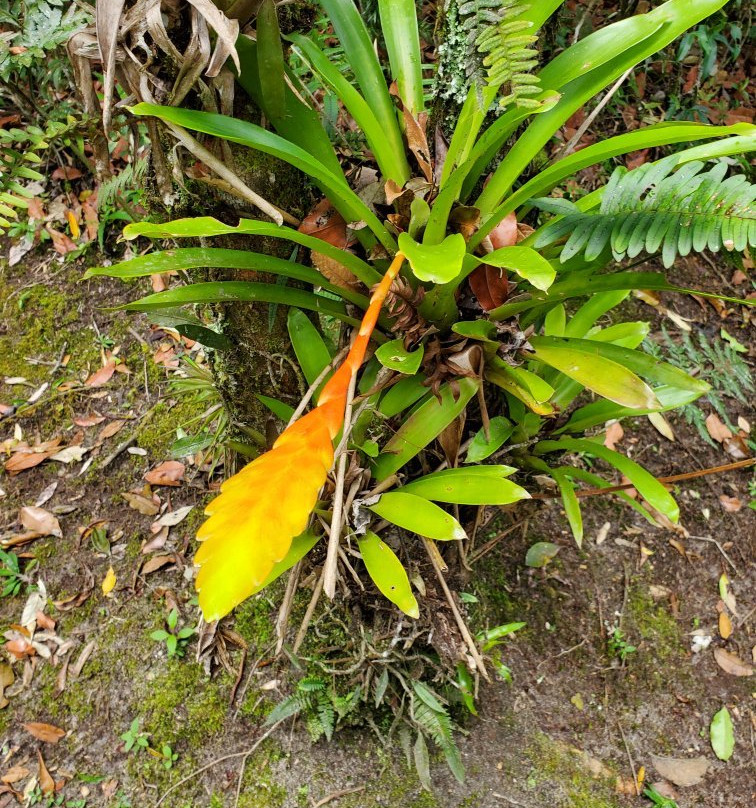 Estação Ecológica de Bananal景点图片