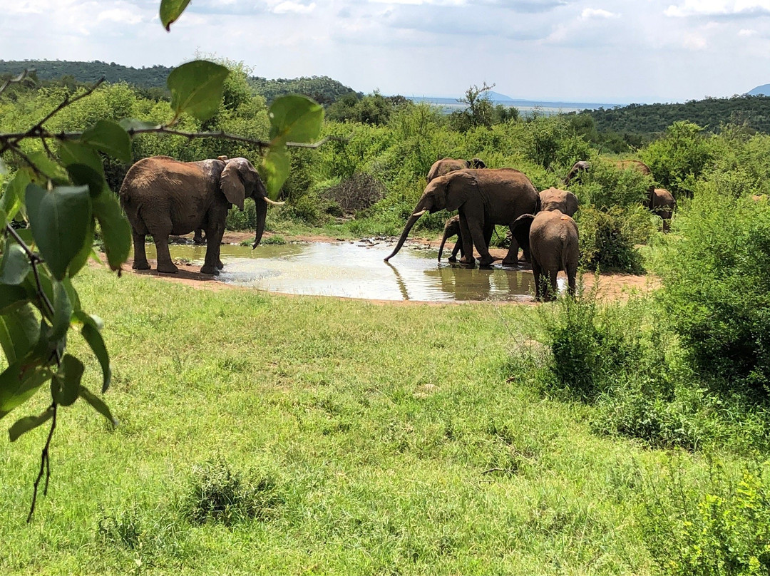 Madikwe Nature Reserve-Zeerust必去景点