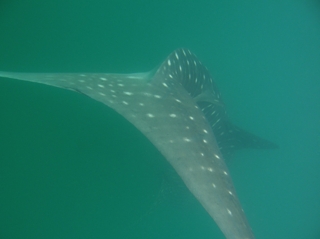 Kitu Kiblu: Responsible Marine Encounters-马菲亚岛必去景点