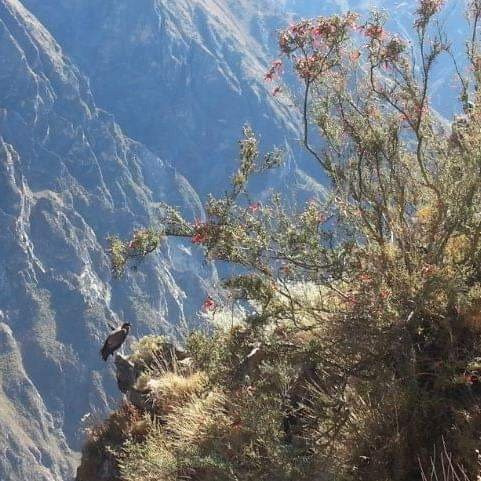 Perou Voyage Tour Operator-阿雷基帕必去景点