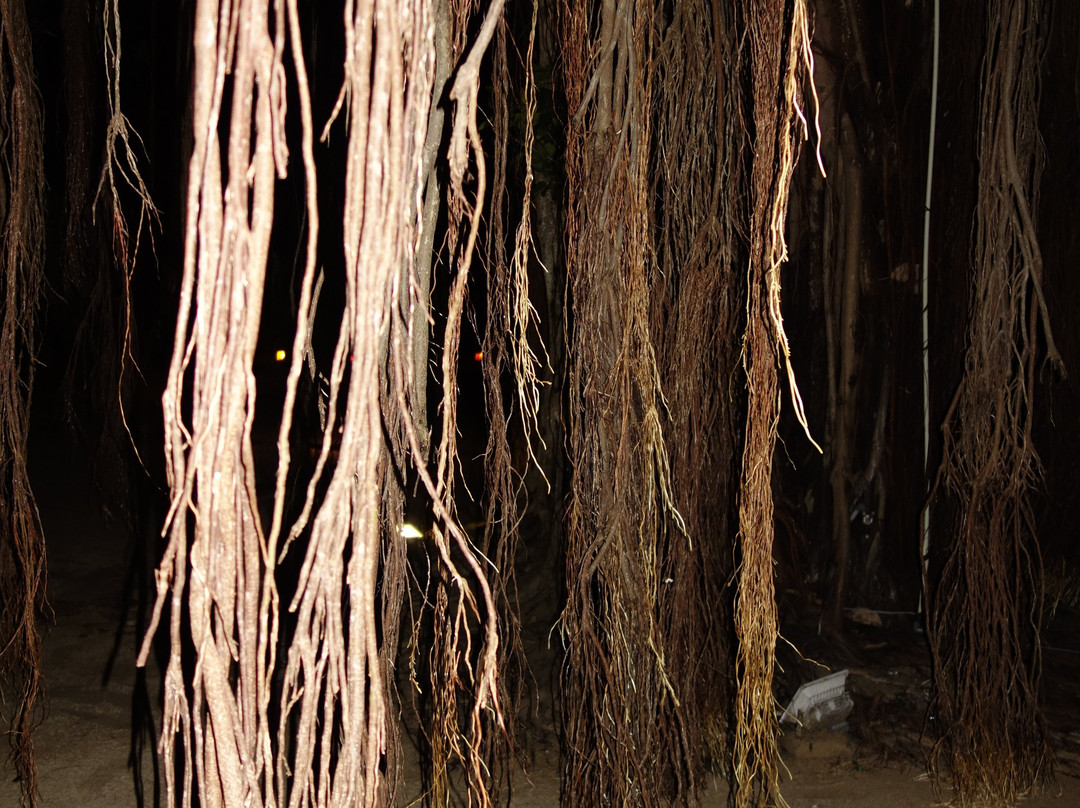 鸽子岛海滩度假村主图