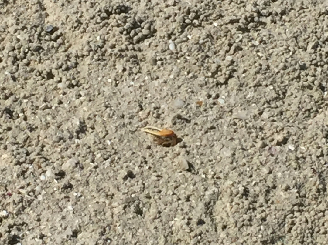 Little Water Cay-普罗维登西亚莱斯必去景点