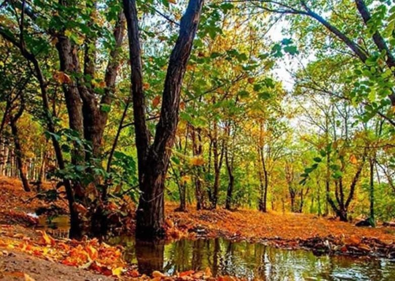 Chitgar Forest Park景点图片