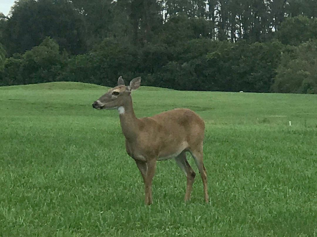 The Groves Golf and Country Club-Land O Lakes必去景点
