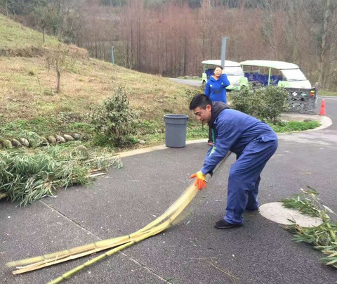 panda volunteering  and photo taking-都江堰市必去景点