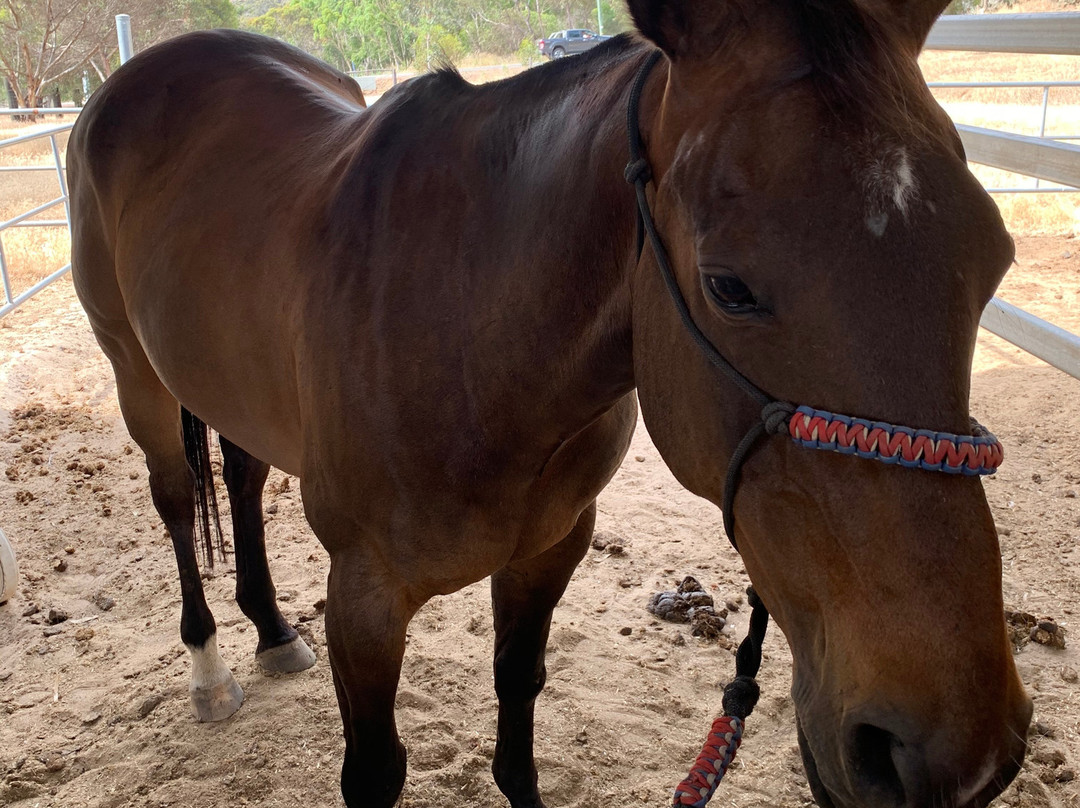 Jarrahdale Equestrian Centre景点图片
