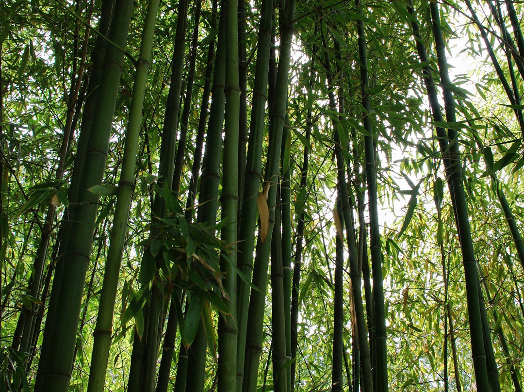 Le Jardin des Plantes景点图片
