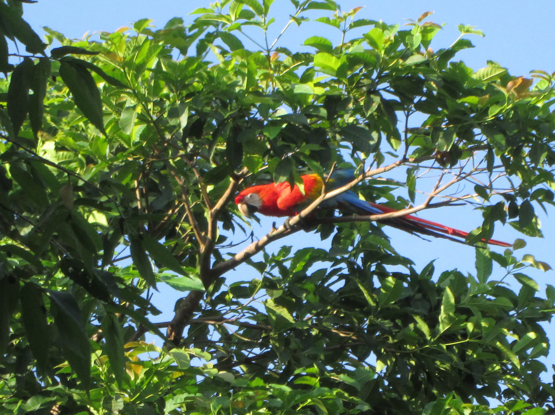 Amazon Tahuari Tours-伊基托斯必去景点