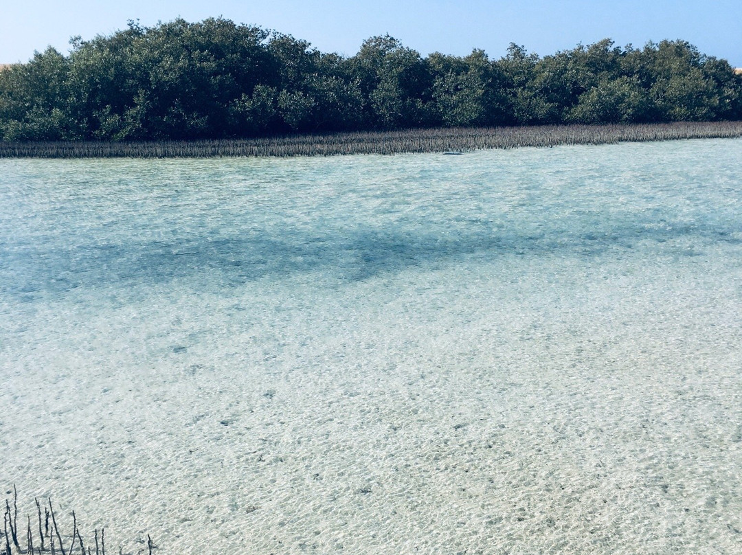 Mangrove Beach-Ras Mohammed必去景点