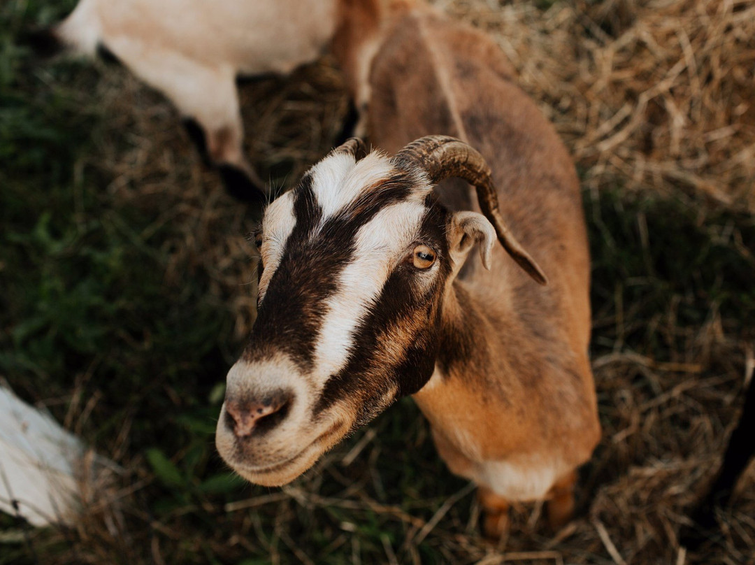 Plymouth Orchard and Cider Mill-普利茅斯必去景点