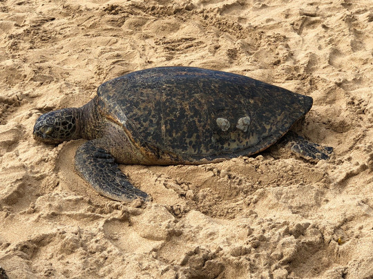 Nui Tours-希洛必去景点