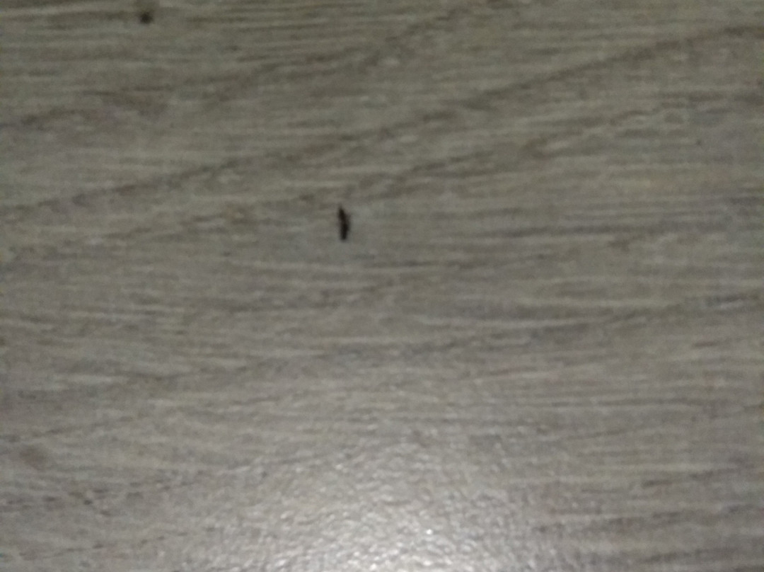 OYO 35439 Hotel Shivaji Inn主图