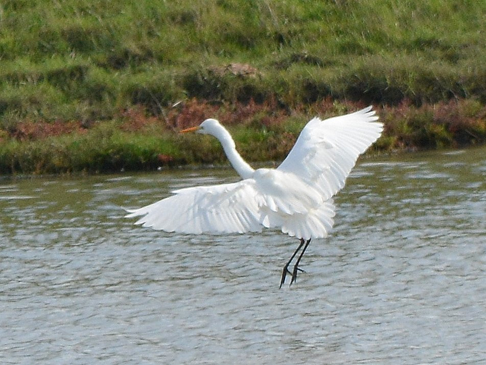 Réserve Naturelle Marais de Séné景点图片