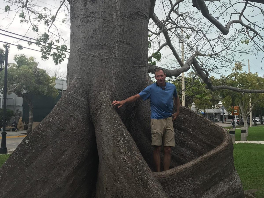 The Kapok Tree景点图片
