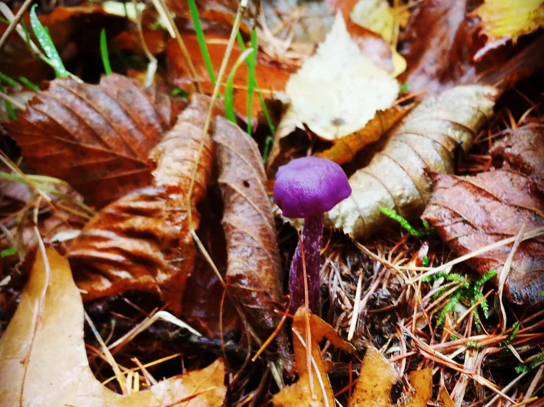 Hotel Gai-Sejour主图