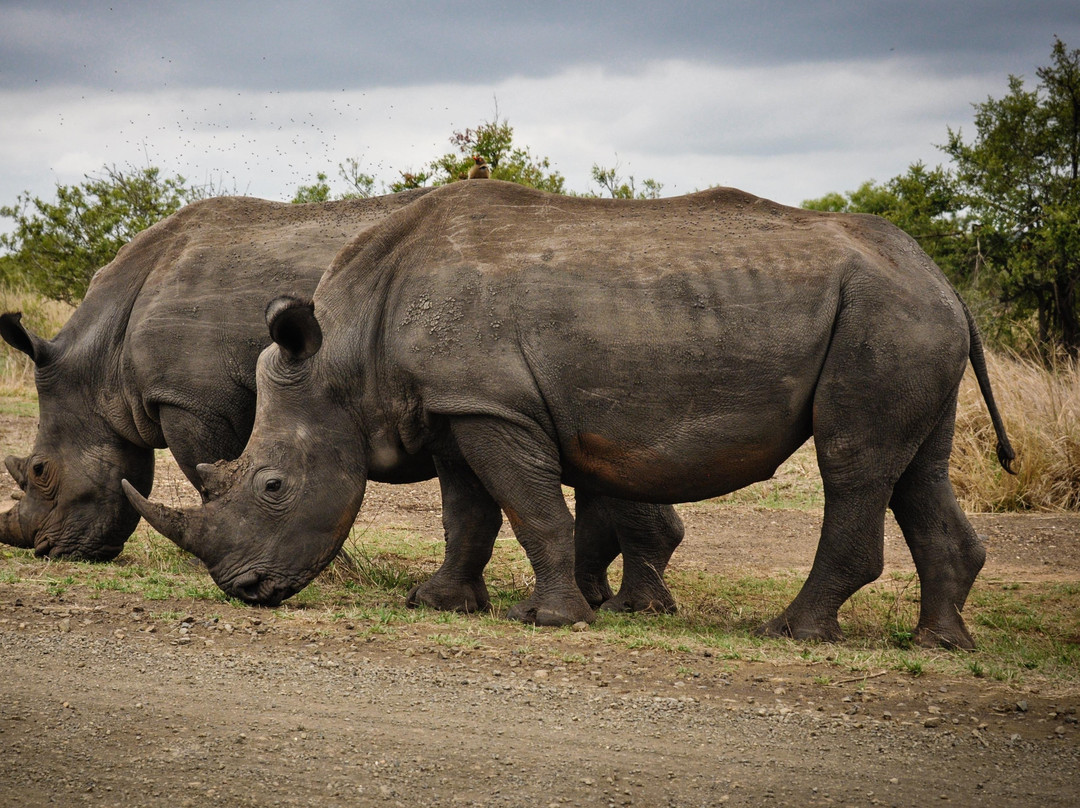 Jabulani Private Expeditions-比勒陀利亚必去景点