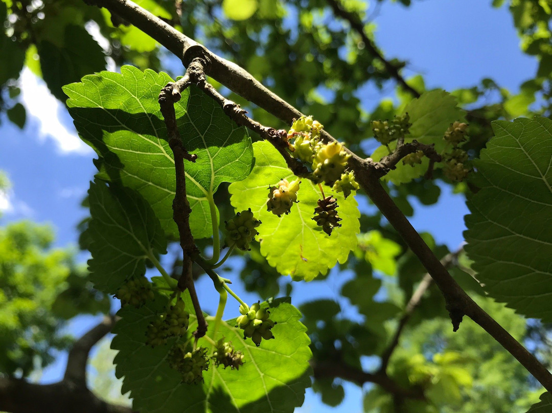 Delta Terra-蒂格雷必去景点