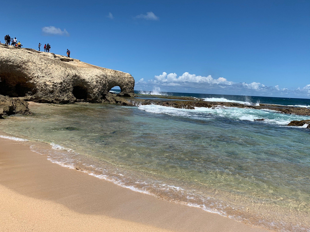 Coconut Tours-布里奇顿必去景点