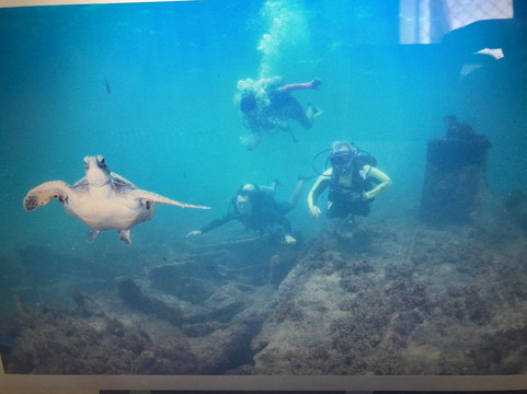 Mar De Noronha-费尔南多-迪诺罗尼亚群岛必去景点