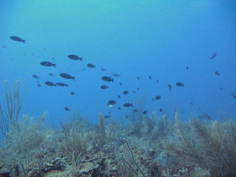 Sea Watch Divers景点图片