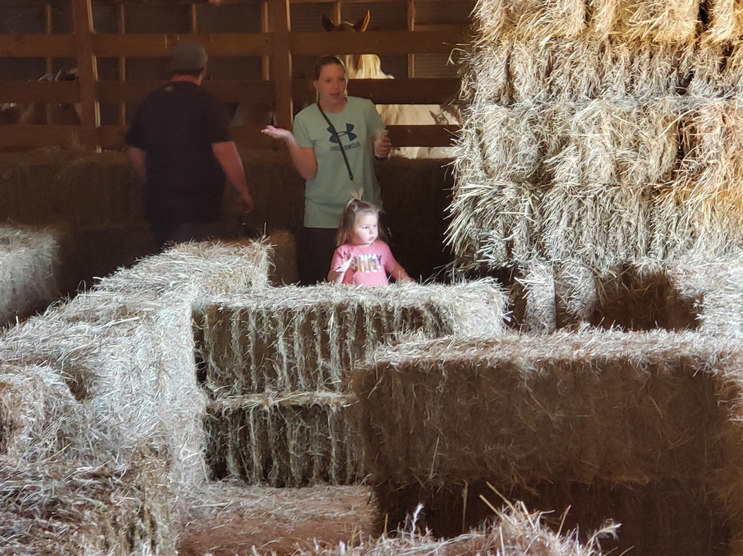 Daze in a Maze-Enid必去景点