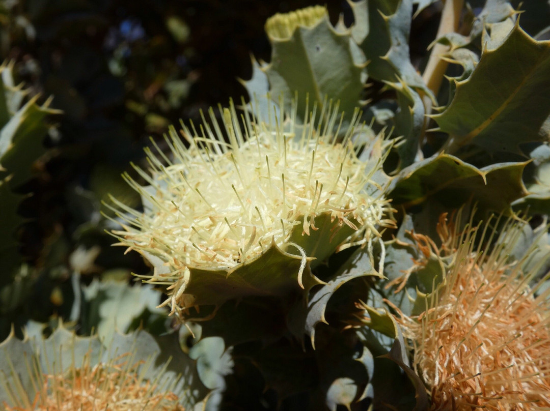 Boyagin Rock Nature Reserve-Pingelly必去景点