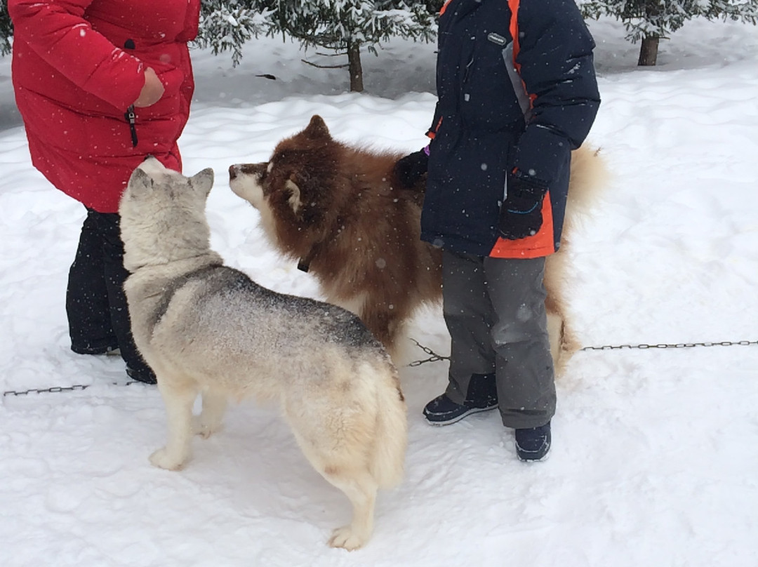 Kennel of Sled Dogs Klan Simurana-Zherebenki必去景点