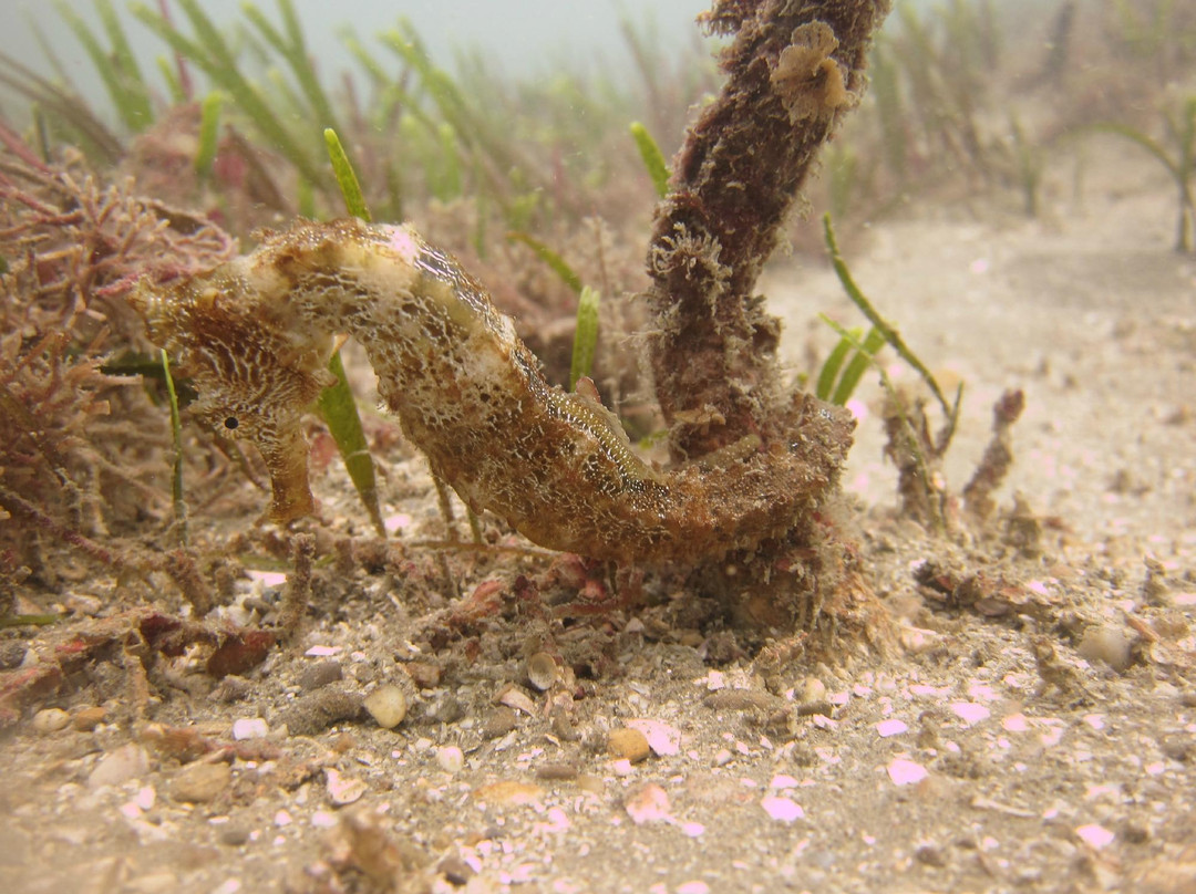 Spondylus DC Máncora-Mancora必去景点