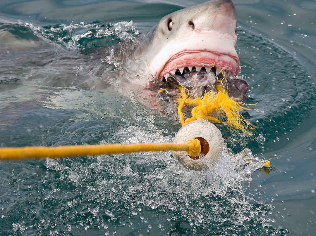 African Nature Quest-约翰内斯堡必去景点