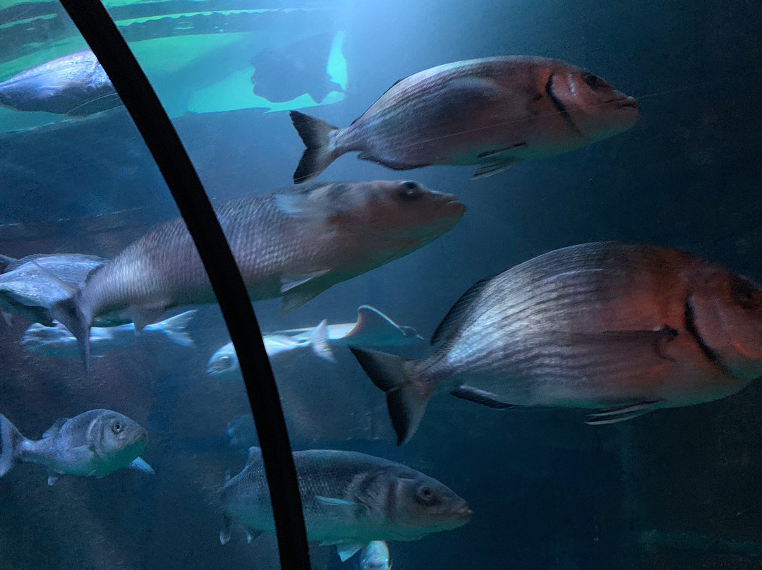 Sea Life Konigswinter-科尼希斯温特必去景点