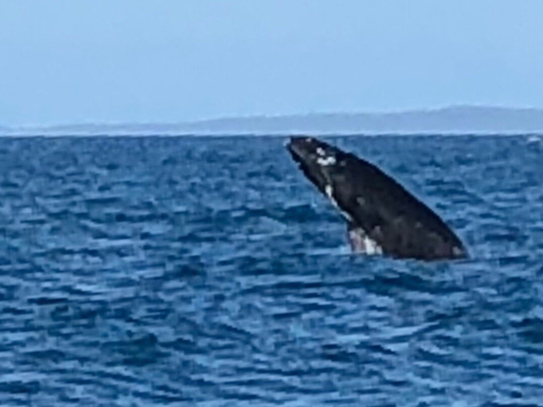 Pacific Whale Foundation Eco-Adventures Australia景点图片
