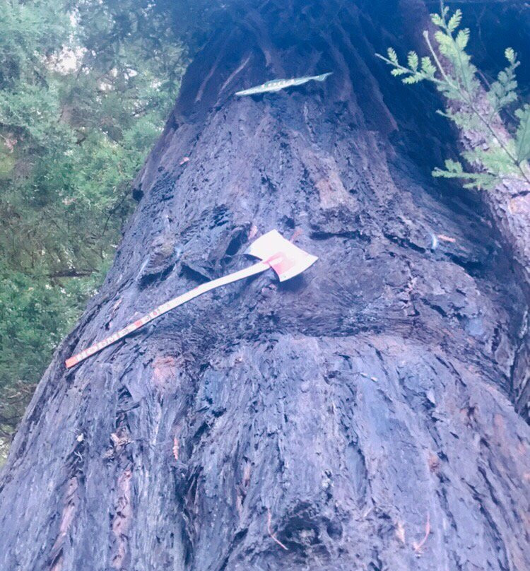 The Immortal Tree景点图片
