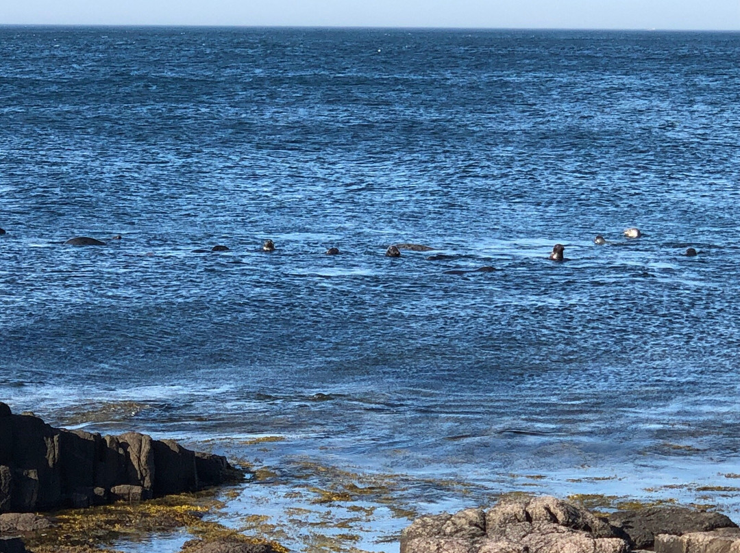 Brier Island-Brier Island必去景点