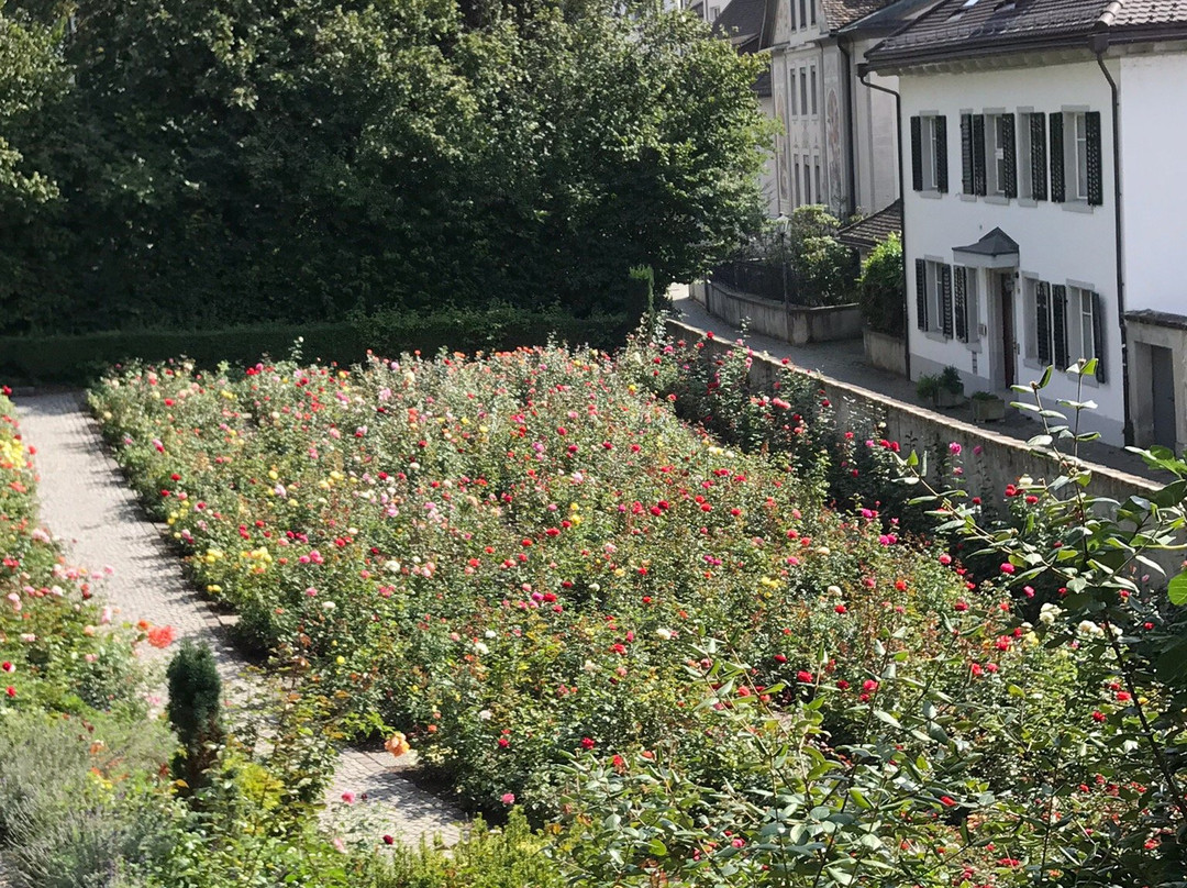 Rapperswil Rose Gardens景点图片