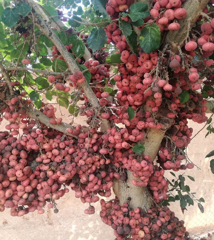 Medflora Museum Cyprus-Trachoni必去景点