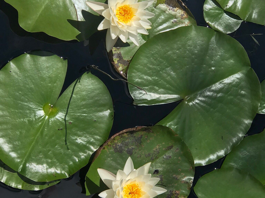 Grand Bay Wildlife Management Area-瓦尔多斯塔必去景点