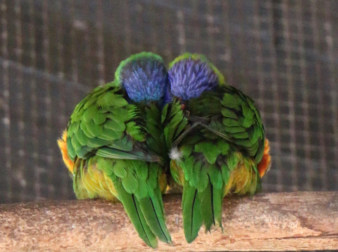 Byron Bay Wildlife Sanctuary景点图片