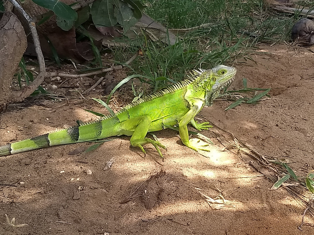 Surfer's Beach-Aguadilla必去景点