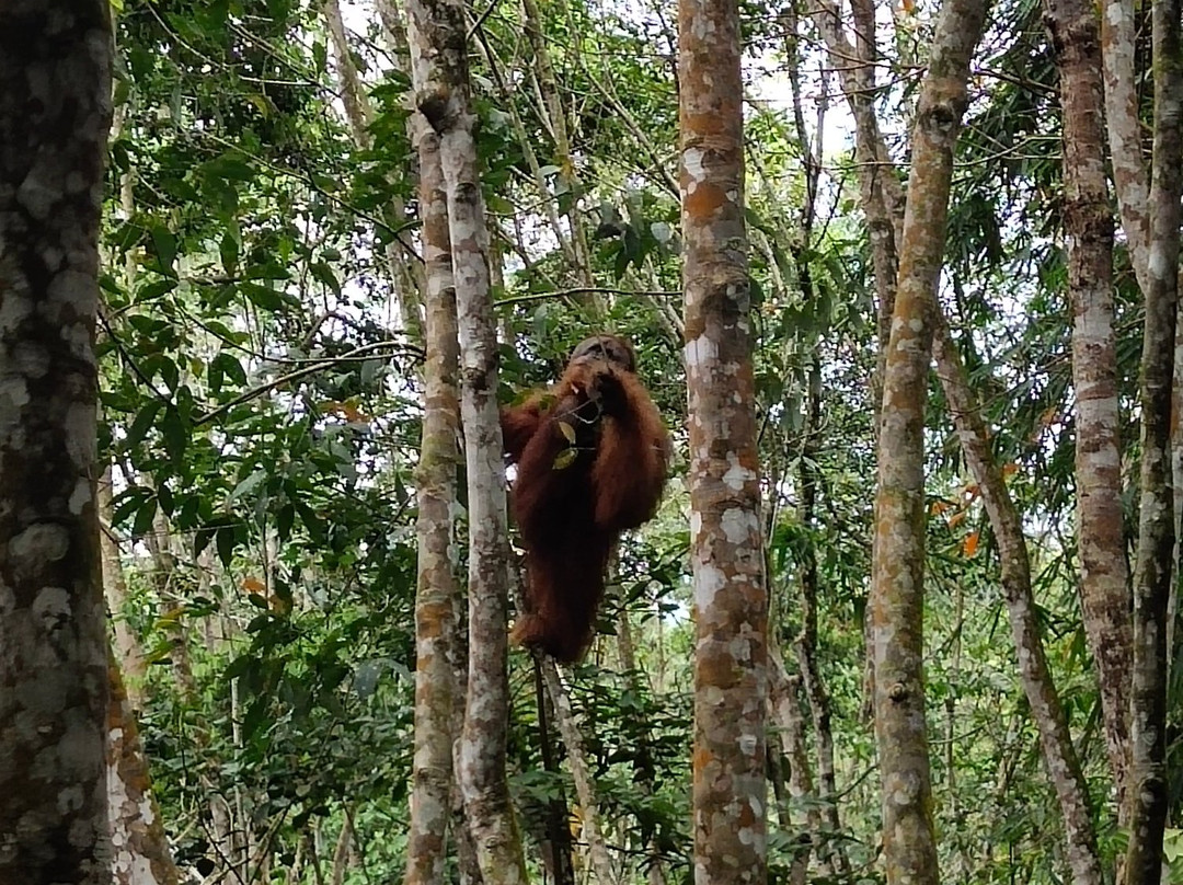 Bukit Lawang Jungle-武吉拉旺必去景点
