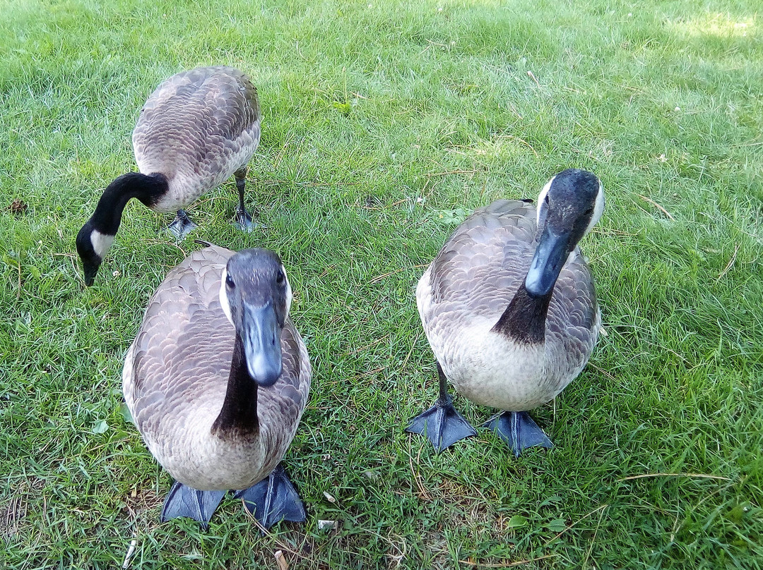Churchill Park景点图片