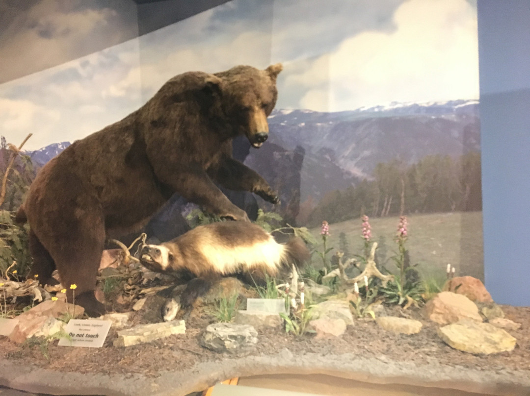 Draper Natural History Museum-科迪必去景点