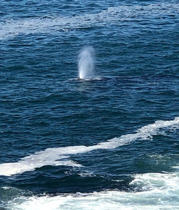 Tradewinds Charters-Depoe Bay必去景点