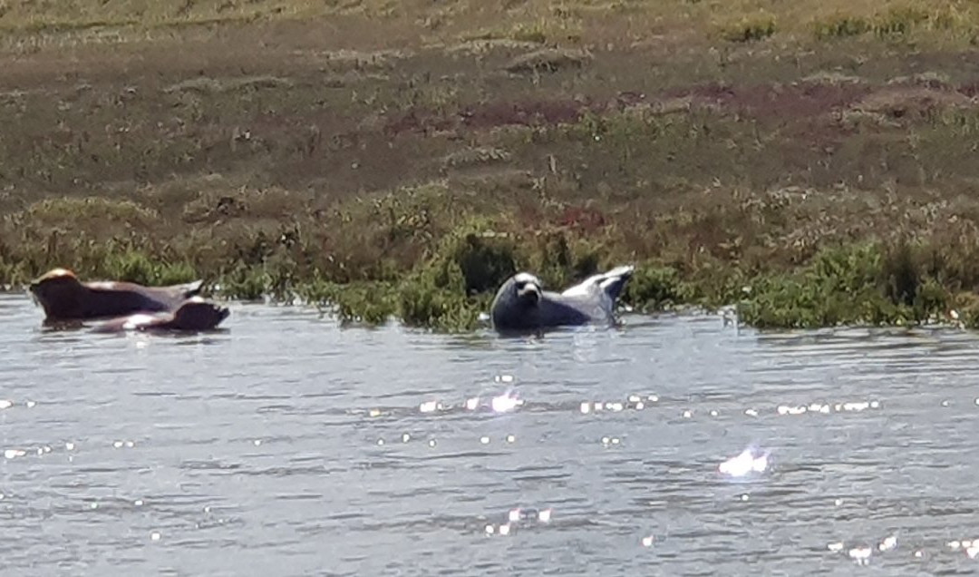 Wildlife Boat Trips景点图片