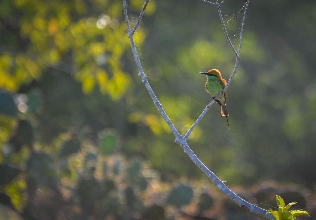 Kalametiya Bird Watching & Ecotourism景点图片