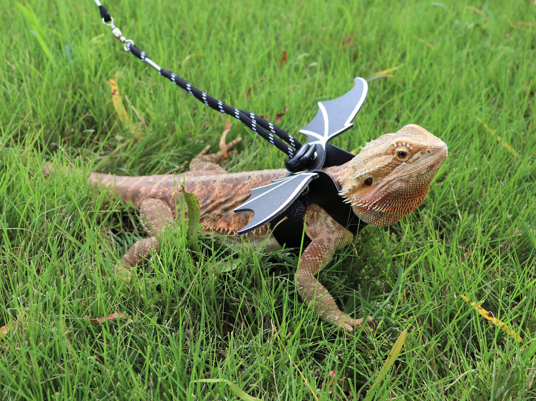 Fischer Park-新布朗费尔斯必去景点