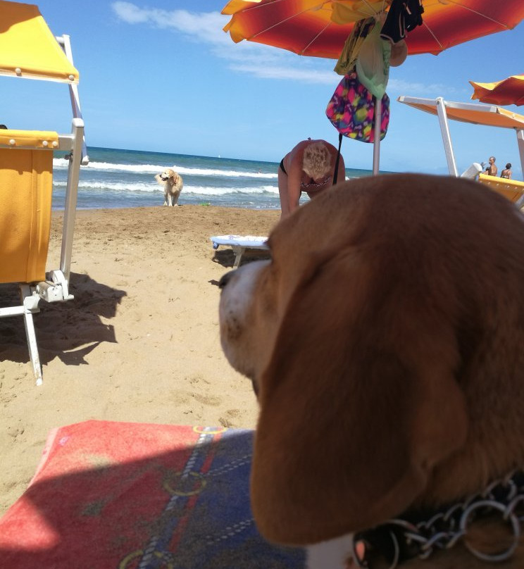 Dog Beach San Vincenzo景点图片