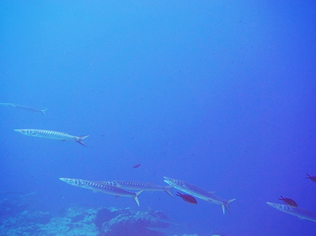 We Shall Sea Scuba Dive-Chora必去景点