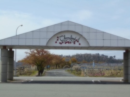 Cherry Land Sagae-寒河江市必去景点