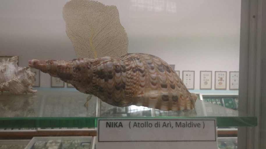 Museo della Marineria e delle Conchiglie di Viserbella-Viserbella必去景点
