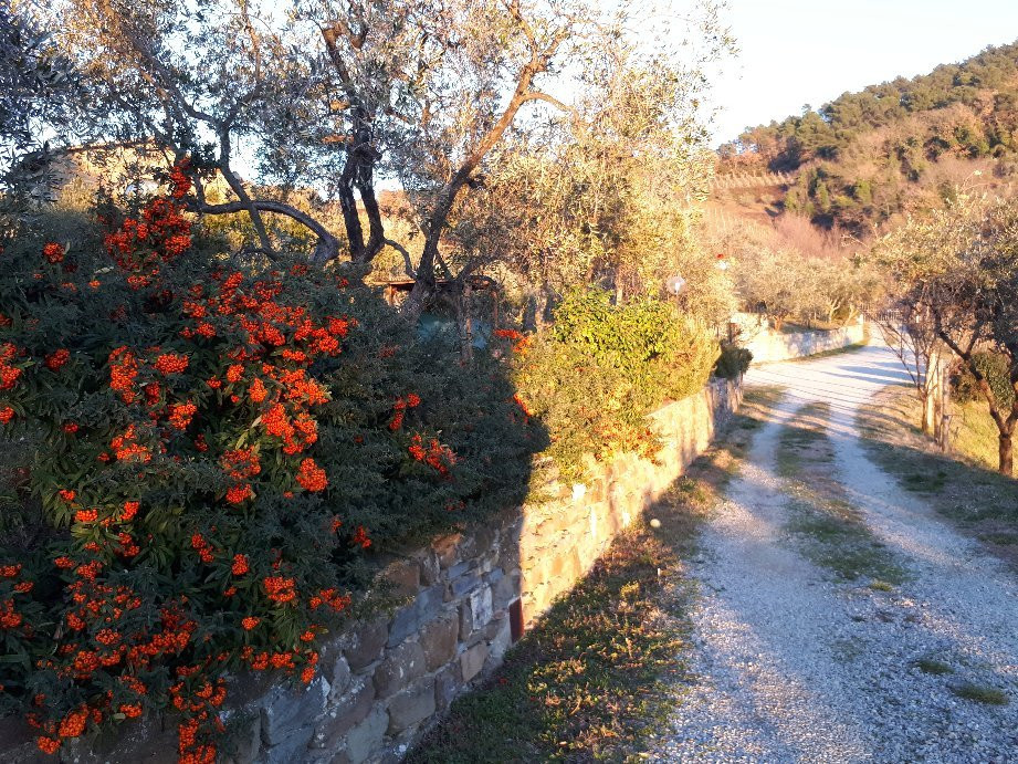 Poggio all'Olmo主图